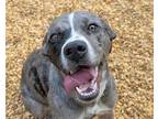 Adopt Delta a Gray/Silver/Salt & Pepper - with White Catahoula Leopard Dog /