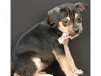 Adopt Patsy a Black - with Tan, Yellow or Fawn Boxer / Rottweiler / Mixed dog in