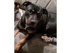 Adopt Mia a Black - with Tan, Yellow or Fawn Rottweiler / Mastiff / Mixed dog in