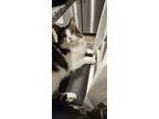 Adopt Bimmer a Tan or Fawn (Mostly) Domestic Longhair / Mixed (long coat) cat in