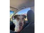 Adopt Jelly a White - with Brown or Chocolate German Shorthaired Pointer / Mixed