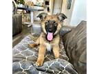 Adopt Zane a Tricolor (Tan/Brown & Black & White) Belgian Tervuren / Mixed dog