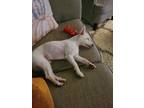 Adopt Mr. Beans a White Terrier (Unknown Type, Small) / Mixed dog in Chino