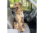 Adopt Phill a Brown/Chocolate - with Tan Shepherd (Unknown Type) / Collie /