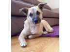 Adopt Ivy a Tan/Yellow/Fawn Labrador Retriever / Italian Greyhound / Mixed dog