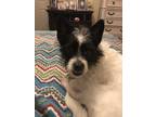 Adopt Cookie a White - with Black Pomeranian / Mixed dog in Leland