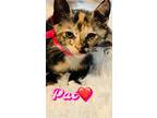 Adopt Pat a American Shorthair / Mixed cat in Pensacola, FL (41523012)