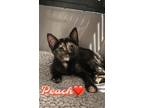 Adopt Peach a American Shorthair / Mixed cat in Pensacola, FL (41522702)