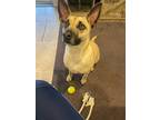 Adopt Micah a Tan/Yellow/Fawn Belgian Shepherd / Belgian Malinois / Mixed dog in