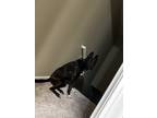 Adopt Echo a Black - with White German Shepherd Dog / Pitsky / Mixed dog in