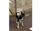 Adopt Riley Grace a Black - with Tan, Yellow or Fawn Australian Kelpie / Mixed