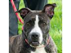 Adopt Mayzie a American Pit Bull Terrier / Mixed dog in Troy, OH (41507417)