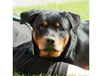Adopt Giannis a Rottweiler / Mixed dog in Troy, OH (41501268)