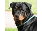 Adopt Frida a Rottweiler / Mixed dog in Troy, OH (41501267)