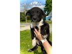 Adopt Sheldon a Shepherd (Unknown Type) / Mixed Breed (Medium) / Mixed dog in