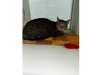Adopt BEAR a Domestic Shorthair / Mixed (short coat) cat in Midwest City