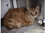 Adopt Simba a Orange or Red Domestic Shorthair / Mixed Breed (Medium) / Mixed