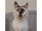 Adopt Tawny a White Domestic Shorthair / Mixed Breed (Medium) / Mixed (short