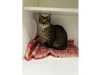 Adopt SLINKY a Domestic Shorthair / Mixed (short coat) cat in Midwest City