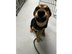 Adopt Tilly a German Shepherd Dog / Mixed Breed (Medium) / Mixed dog in Midwest