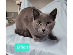 Adopt Elliott a Domestic Shorthair / Mixed (short coat) cat in Richmond