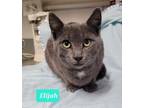 Adopt Elijah a Domestic Shorthair / Mixed (short coat) cat in Richmond