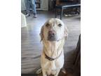 Adopt Bella a Tan/Yellow/Fawn Labrador Retriever / Golden Retriever / Mixed dog