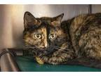 Adopt Belle a Domestic Shorthair / Mixed cat in Mountain Home, AR (41499436)