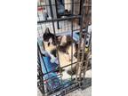 Adopt Buttons and Muffin kittens a Black & White or Tuxedo American Shorthair /