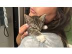 Adopt Gabbie Tabby a Brown or Chocolate Domestic Shorthair (short coat) cat in