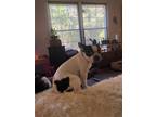 Adopt Bubba a White - with Black Boston Terrier / Mixed dog in Middlesex