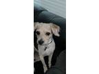 Adopt Wyatt a Tricolor (Tan/Brown & Black & White) Beagle / Jack Russell Terrier