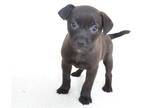 Adopt ANNABELL a Black Rhodesian Ridgeback / Mixed dog in Oroville