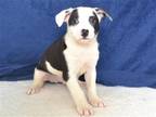 Adopt PEE WEE a White Rhodesian Ridgeback / Mixed dog in Oroville, CA (41529431)