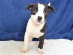 Adopt JACK a White Rhodesian Ridgeback / Mixed dog in Oroville, CA (41529430)