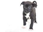 Adopt VLADIMIR a Black Rhodesian Ridgeback / Mixed dog in Oroville