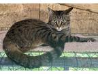 Adopt Leonardo a Brown Tabby Domestic Shorthair (short coat) cat in Ashland