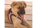 Adopt Marie a Tan/Yellow/Fawn - with Black German Shepherd Dog / Labrador