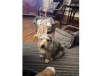 Adopt Archie a Black - with Tan, Yellow or Fawn Norfolk Terrier / Mixed dog in
