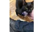 Adopt Bones a Black & White or Tuxedo American Shorthair / Mixed (short coat)