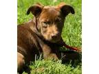 Adopt Quinn a Brown/Chocolate Labrador Retriever / Retriever (Unknown Type) /