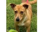 Adopt Annabeth (Bonded to Collette) a Tan/Yellow/Fawn - with White Dachshund /