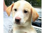 Adopt Toast a Tan/Yellow/Fawn - with White Labrador Retriever / Retriever
