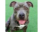 Adopt Drake a Gray/Blue/Silver/Salt & Pepper Pit Bull Terrier / Mastiff / Mixed