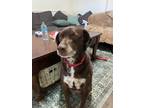 Adopt Bronx a Brown/Chocolate - with White Labrador Retriever / Pointer / Mixed