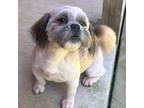 Adopt Zane a Brown/Chocolate - with White Shih Tzu / Mixed dog in Hamilton