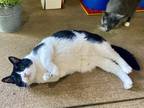 Adopt Big Boy a Black & White or Tuxedo Domestic Shorthair (short coat) cat in