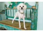 Adopt Coco a White Poodle (Miniature) / Mixed dog in San Antonio, TX (41506195)