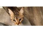 Adopt Nugget a Gray or Blue (Mostly) American Shorthair / Mixed (medium coat)