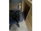 Adopt Wayne a Brown or Chocolate (Mostly) Domestic Longhair / Mixed (medium